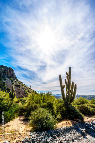 Tall Saguaro Cactus in the Semi Desert landscape of Tonto National Forest in Arizona, United States © hpbfotos