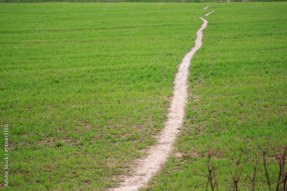 Path through the green field in spring Path through the green field in spring