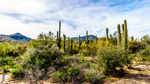 Group of Saguaru cactuses standing in a circle among desert shrubs in the winter desert landscape of Tonto National Forest in Maricopa County, Arizona in the United States of America