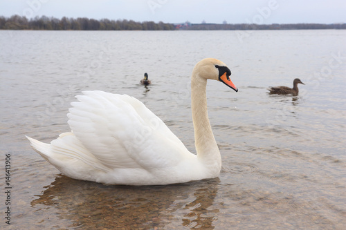 Ducks and swans swim in the lake during the day.