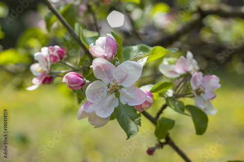 Apfelbaum Blüte