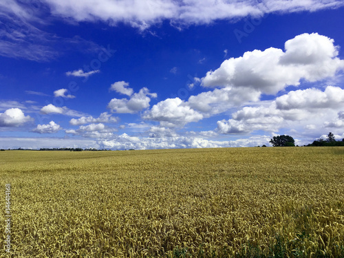 Blick ins Kornfeld