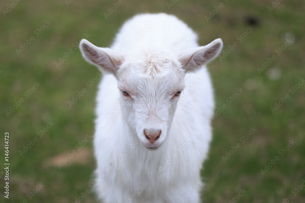 A goat with goats will go to the yard