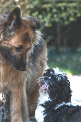 German shih tzu cheap