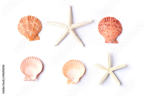 Group of shell on white background