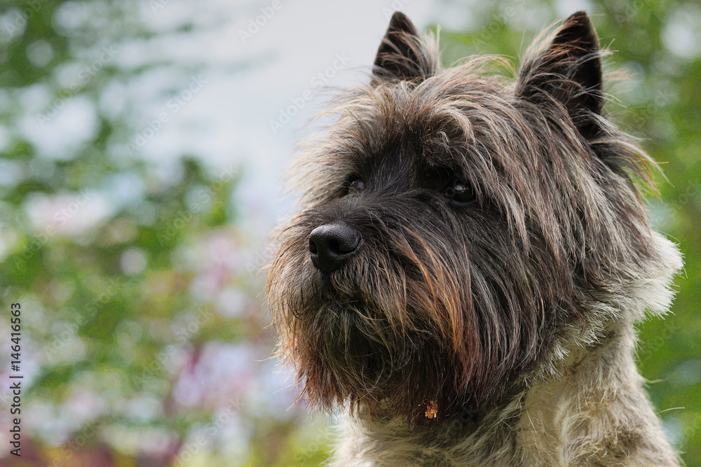 Cairn terrier, portrait de chien regardant au loin