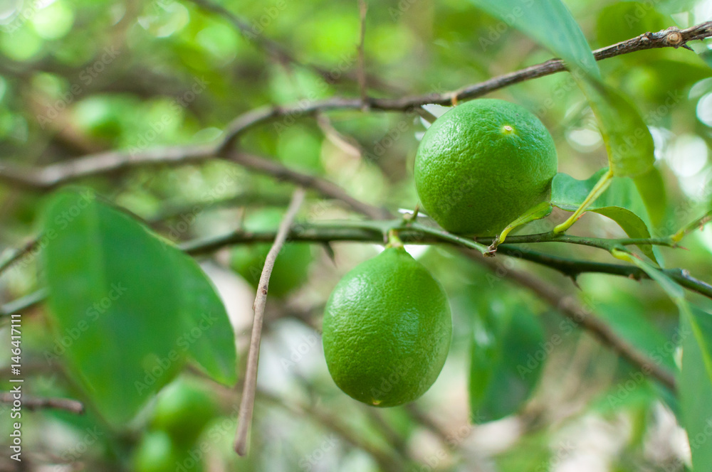 Fresh green limes raw lemon hanging on tree in garden, limes cultivation Fresh green limes raw lemon hanging on tree in garden, limes cultivation