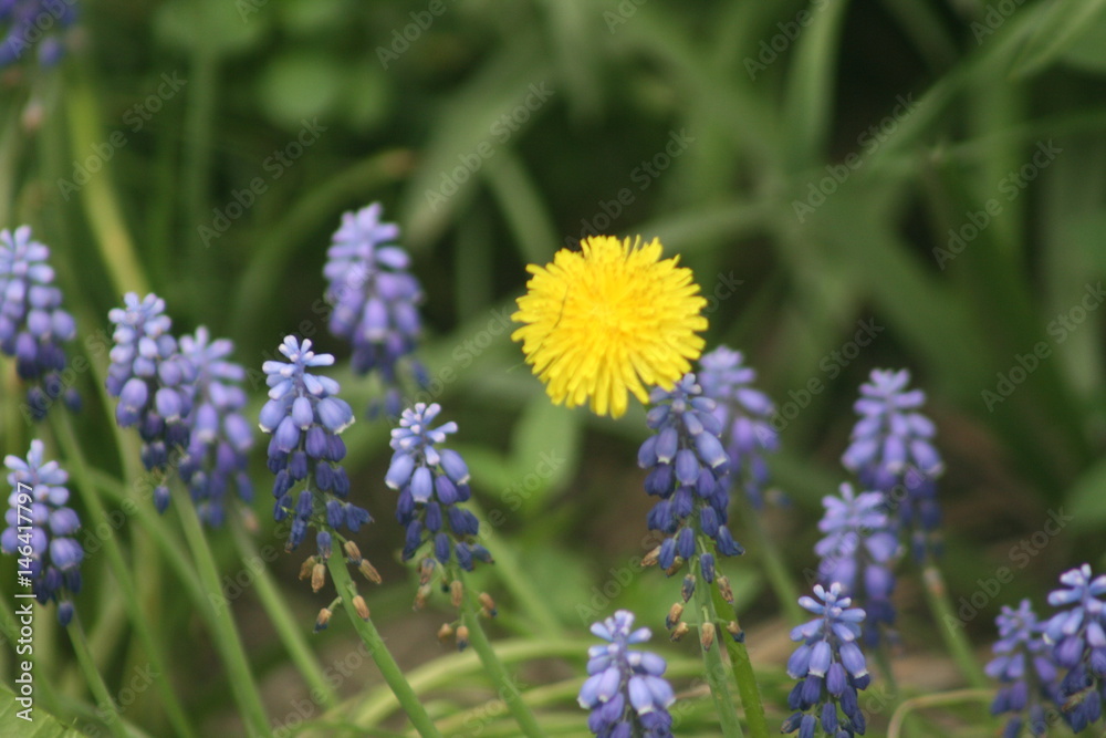 Obraz premium dandelions and hyacinth