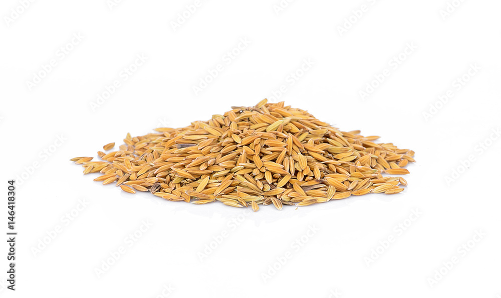 Paddy jasmine rice isolated on white background Paddy jasmine rice isolated on white background