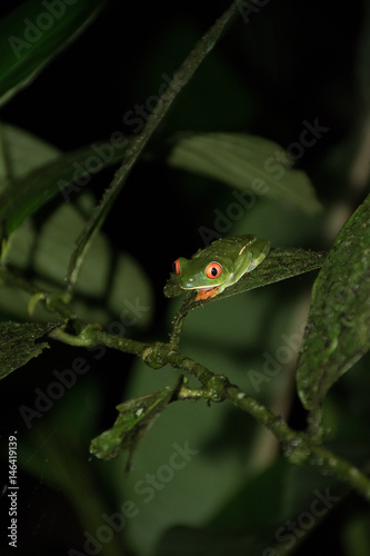 Red eyed frog posed in a leaf at night