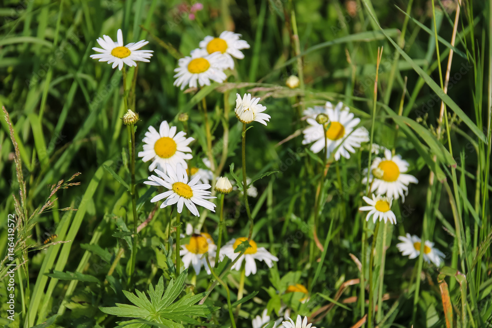 Chamomile flowers on summer meadow Chamomile flowers on summer meadow