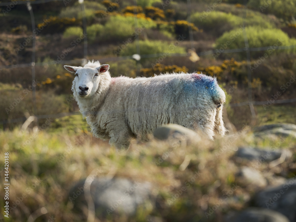Fototapeta premium Farming: lamb in a field.