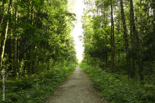 Green forest way for active walk and sunlight