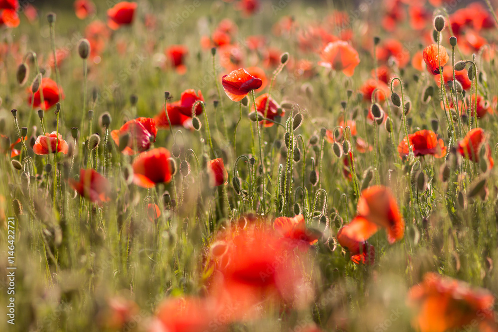 Obraz premium Pole maków