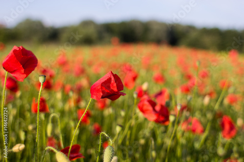 Poppy field © kogytuk