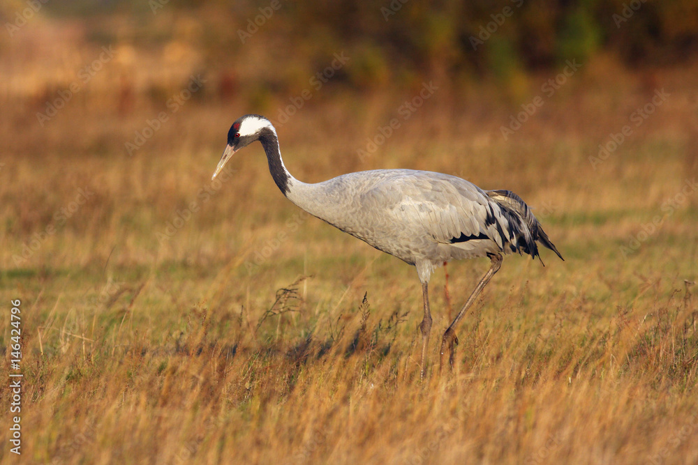 Fototapeta premium The common crane (Grus grus) on the meadow in autumn colors at sunset
