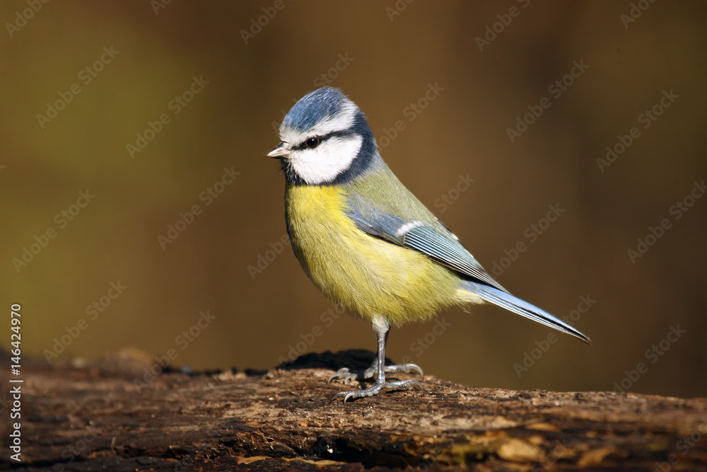 The Eurasian blue tit (Cyanistes caeruleus) sitting on the trunk with brown background The Eurasian blue tit (Cyanistes caeruleus) sitting on the trunk with brown background