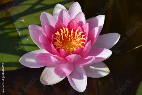 Pink Lotus - Seerose - Harmonie im Gartenteich photo