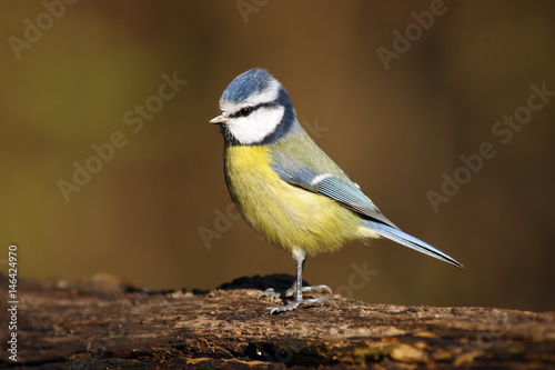 The Eurasian blue tit (Cyanistes caeruleus) sitting on the trunk with brown background