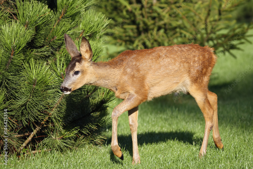 Fototapeta premium The European roe deer (Capreolus capreolus) walking along the grass