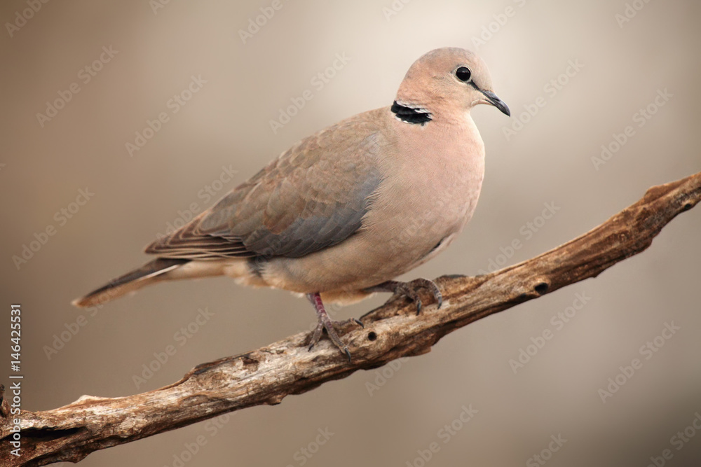 The ring-necked dove (Streptopelia capicola) or the Cape turtle dove or half-collared dove sitting on the branch