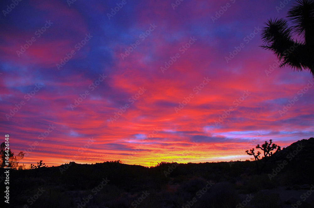 Joshua Tree Pre Sunrise with colorful clouds