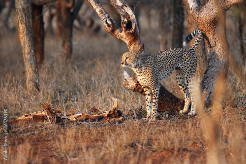 The cheetah (Acinonyx jubatus), also known as the hunting leopard, male marking the territories