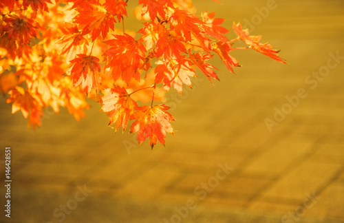 Maple leaf on sunset