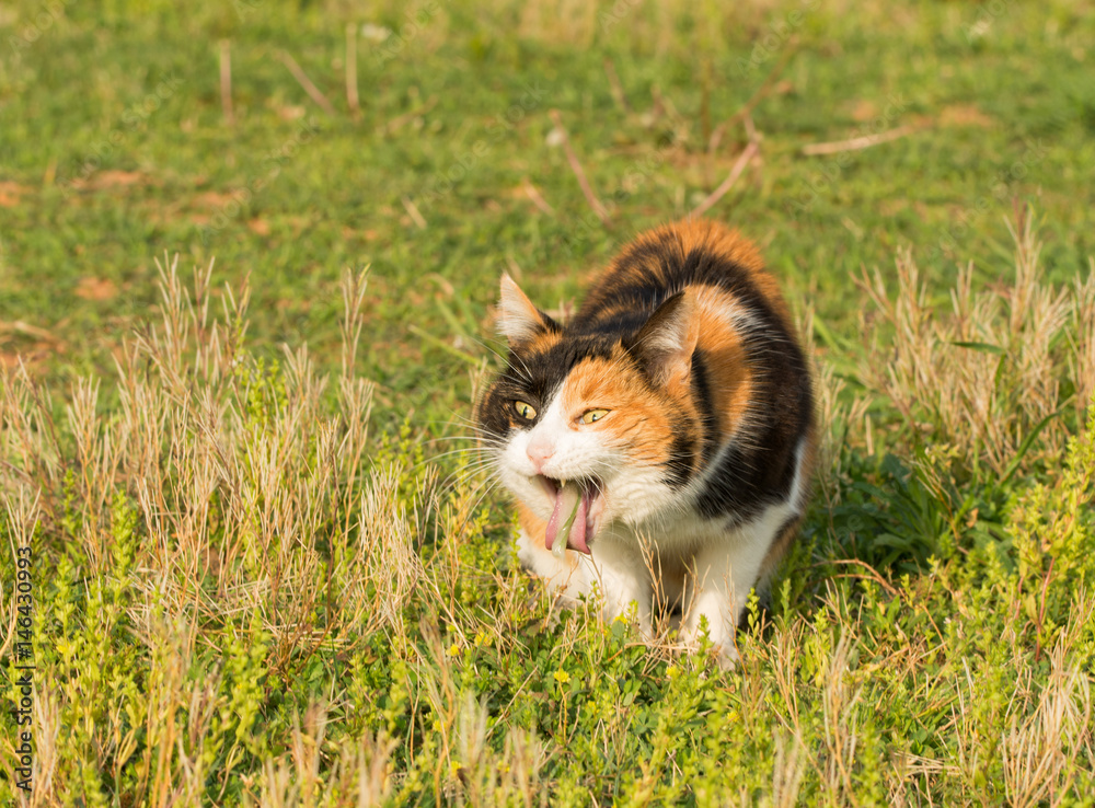 Cat eats grass and cheap vomits
