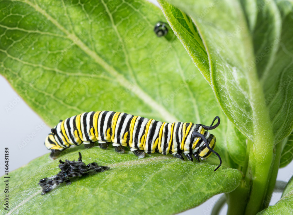 Monarch caterpillar resting right after molting, with his old skin visible next to him, and his old facial skin hanging up on the leaf Monarch caterpillar resting right after molting, with his old skin visible next to him, and his old facial skin hanging up on the leaf