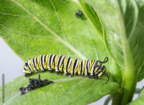 Monarch caterpillar resting right after molting, with his old skin visible next to him, and his old facial skin hanging up on the leaf