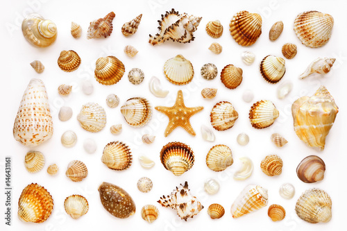 composition of exotic sea shells and starfish