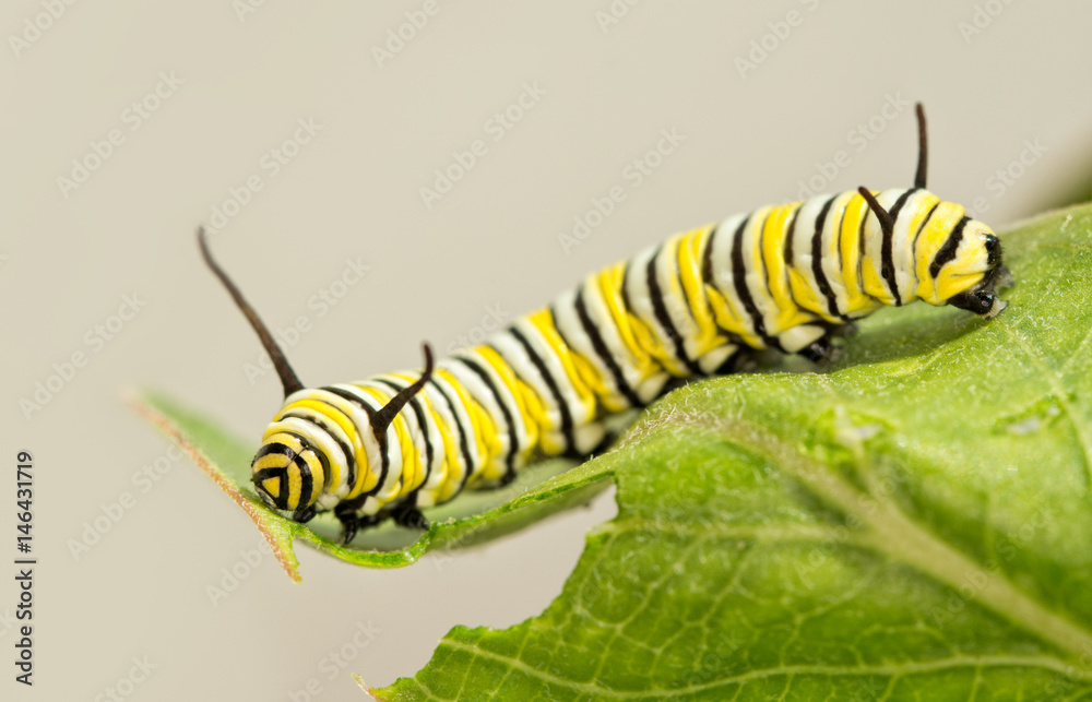 Naklejka premium 8 days old Monarch caterpillar eating Milkweed