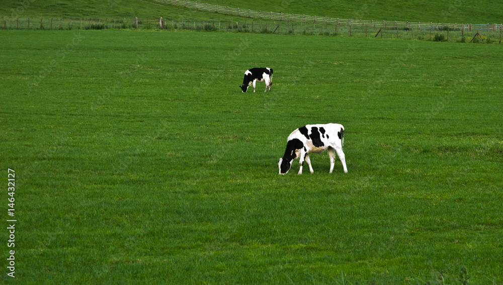 Cows on a green field in UK
