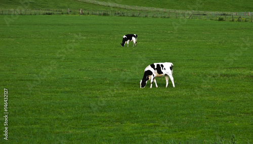 Cows on a green field in UK