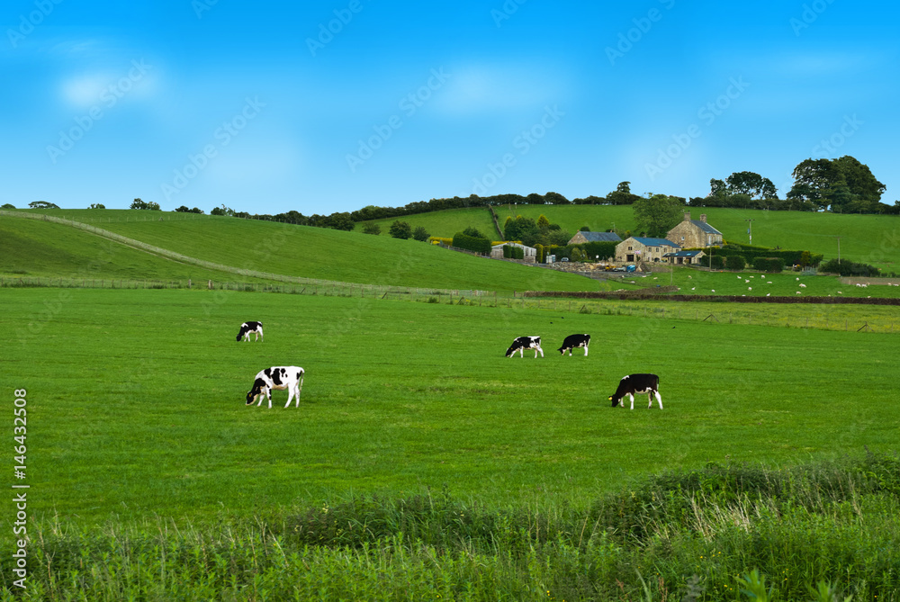 Cows on a green field in UK