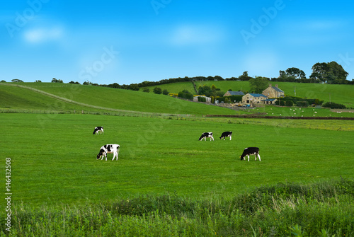 Obraz na płótnie Cows on a green field in UK w salonie