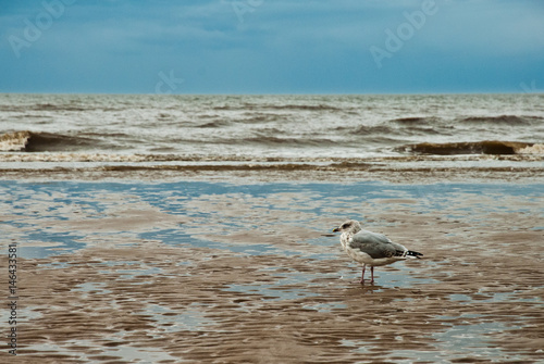 Obraz na płótnie Seagull on the beach of Blackpool, view to wet beach and sea w salonie
