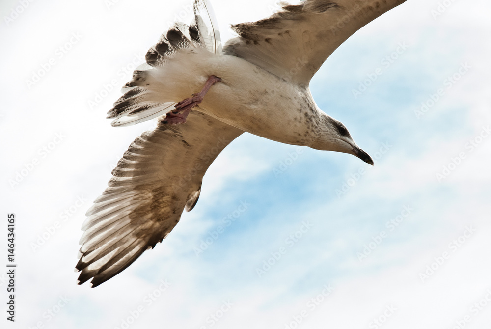 Flying seagull on the beach of Blackpool, view to wet beach and sea