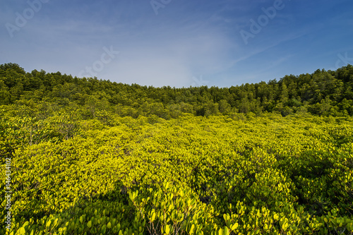 scene of Mangrove forest and blue sky - can use to display or motage on product