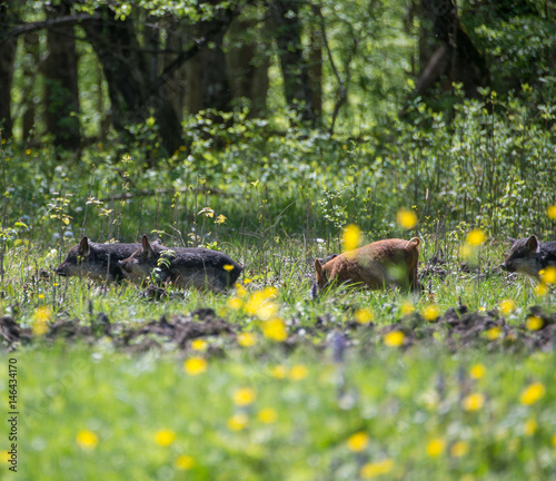 Pigs grazing in a meadow