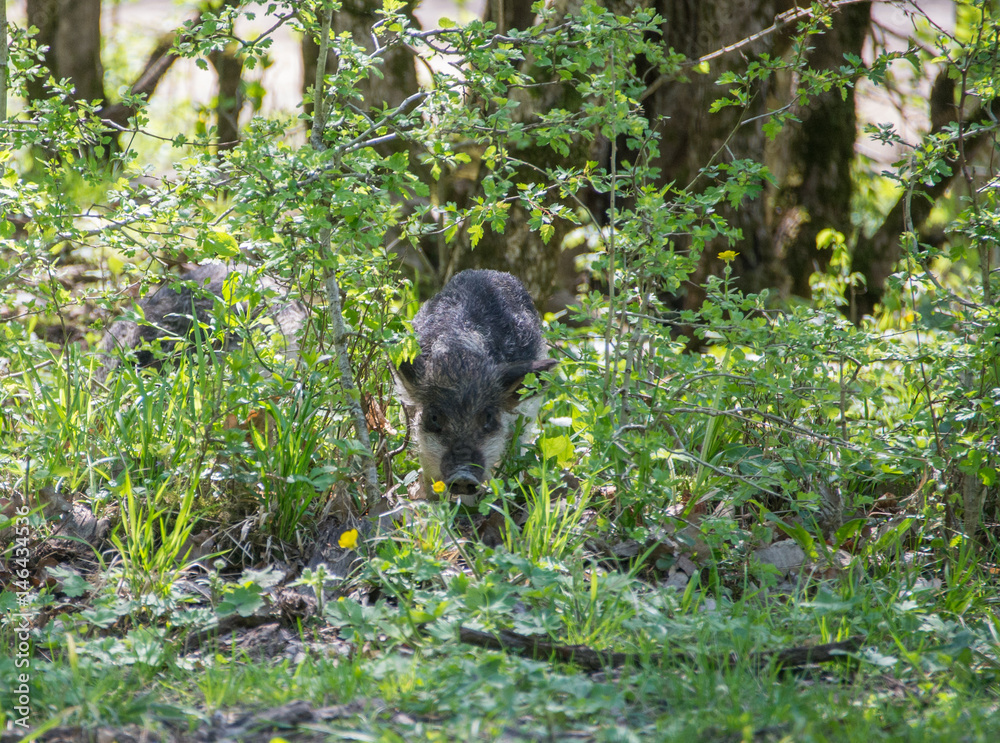 Careful hairy pig comes out of the bushes Careful hairy pig comes out of the bushes