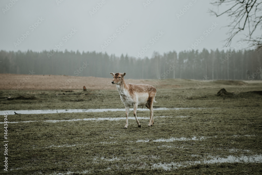 Naklejka premium Deer & moose