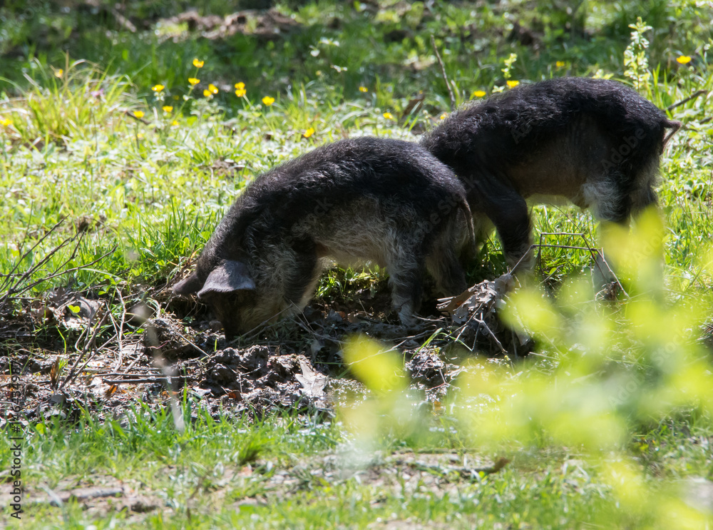Fototapeta premium Hairy sheep-pig (Mangalitsa) digging the dirt in search of food