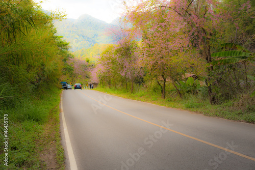 asphalt road with sakura flower © vphinit