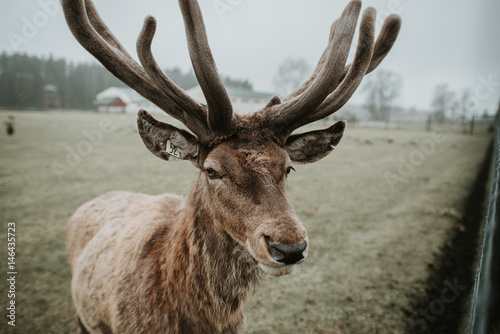 Fototapeta Naklejka Na Ścianę i Meble -  Deer & moose