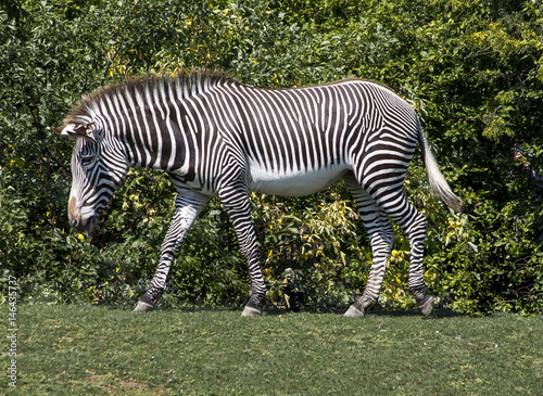 Zebra profile