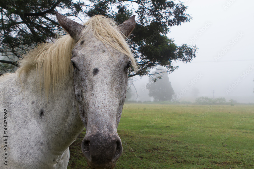 Obraz premium white horse's head