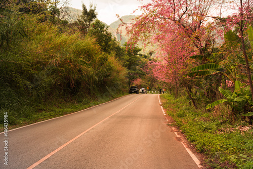 sakura flower on side road