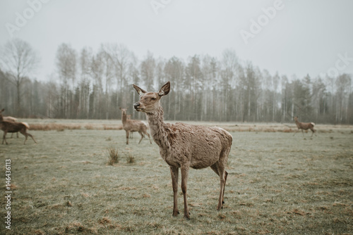 Deer & moose © Rihards
